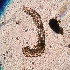  ( - RAAE-AEAE-2)  @11 [ ] Creative Commons-Attribution Non Commercial-Share Alike (2020) Lujza Keresztes Unspecified