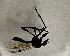  (Bibio venosus - DIBIBVE-ROCNCB01-01)  @11 [ ] Creative Commons-Attribution Non Commercial-Share Alike (2024) Lujza Keresztes Unspecified