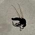  (Dilophus neglectus - DIBIDN-ROHDCNCB01-01)  @11 [ ] Creative Commons-Attribution Non Commercial-Share Alike (2024) Lujza Keresztes Unspecified