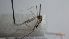  ( - DIBLBF_CS_01)  @11 [ ] Creative Commons-Attribution Non Commercial-Share Alike (2022) Lujza Keresztes Unspecified