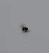  (Cerodontha vigneae - DIBRXX-ROCJDP-PP-14)  @11 [ ] Creative Commons-Attribution Non Commercial-Share Alike (2021) Lujza Keresztes Unspecified