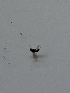  ( - DIBRXX-ROCJSB-BU-17)  @11 [ ] Creative Commons-Attribution Non Commercial-Share Alike (2021) Lujza Keresztes Unspecified
