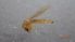  ( - DICACR_MNPlav_03)  @11 [ ] Creative Commons-Attribution Non Commercial-Share Alike (2022) Lujza Keresztes Unspecified