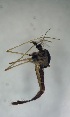  ( - DICA_MNVU_010522)  @11 [ ] Creative Commons-Attribution Non Commercial-Share Alike (2023) Andrei Terec Unspecified