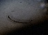  ( - DICH_DRAGOS_05)  @11 [ ] Creative Commons-Attribution Non Commercial-Share Alike (2023) Andrei Terec Unspecified