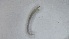  (Thienemannimyia sp - DICH_ULM_01)  @11 [ ] Creative Commons-Attribution Non Commercial-Share Alike (2023) Andrei Terec Unspecified