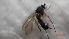  ( - DIDO_FI1_01)  @11 [ ] Creative Commons-Attribution Non Commercial-Share Alike (2022) Lujza Keresztes Unspecified