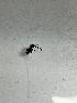  (Rhamphomyia longipes - DIEM-ROCJDP-PM-01)  @11 [ ] Creative Commons-Attribution Non Commercial-Share Alike (2021) Lujza Keresztes Unspecified