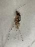  (Dactylolabis sexmaculata - DILIDA-DDSE-ROCSPM-VB-01)  @11 [ ] Creative Commons-Attribution Non Commercial-Share Alike (2021) Lujza Keresztes Unspecified