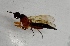  ( - DIPL-ROBNGL-VL-01)  @11 [ ] Creative Commons-Attribution Non Commercial-Share Alike (2021) Lujza Keresztes Unspecified