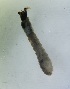  ( - DISI-ROCJSB-BU33)  @11 [ ] Creative Commons-Attribution Non Commercial-Share Alike (2023) Lujza Keresztes Unspecified