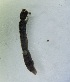  ( - DISI-ROCJSB-BU45)  @11 [ ] Creative Commons-Attribution Non Commercial-Share Alike (2023) Lujza Keresztes Unspecified