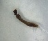  ( - DISI_ROD4_01)  @11 [ ] Creative Commons-Attribution Non Commercial-Share Alike (2023) Lujza Keresztes Unspecified