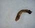  ( - DISI_ROD4_03)  @11 [ ] Creative Commons-Attribution Non Commercial-Share Alike (2023) Lujza Keresztes Unspecified