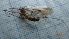  ( - DITIPL_Sjazz_03)  @11 [ ] Creative Commons-Attribution Non Commercial-Share Alike (2022) Lujza Keresztes Unspecified
