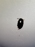  ( - GEN-CO-COLE-MI-47)  @11 [ ] Creative Commons-Attribution Non Commercial-Share Alike (2022) Gavril Marius Berchi Unspecified