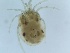  (Atractides octoporus - G-HY-ATOC-SC1)  @11 [ ] Creative Commons-Attribution Non Commercial-Share Alike (2021) Mirela Cimpean Unspecified