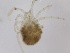  (Atractides sp. 1MC - G-HY-ATSP1-SC1-01)  @11 [ ] Creative Commons-Attribution Non Commercial-Share Alike (2021) Mirela Cimpean Unspecified