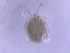  ( - HY-ATOC-SC3-01)  @11 [ ] Creative Commons-Attribution Non Commercial-Share Alike (2022) Cîmpean Mirela Unspecified