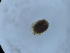  (Monatractides madritensis - HY-MO-IZ2-01)  @11 [ ] Creative Commons-Attribution Non Commercial-Share Alike (2022) Cîmpean Mirela Unspecified