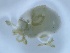  (Protzia rugosa - HY-PR-IZ3-02)  @11 [ ] Creative Commons-Attribution Non Commercial-Share Alike (2022) Cîmpean Mirela Unspecified