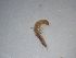  ( - MESISL_SC3_01)  @11 [ ] Creative Commons-Attribution Non Commercial-Share Alike (2021) Lujza Keresztes Unspecified