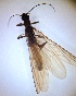 ( - PLLEDA-MN-PL-04)  @11 [ ] Creative Commons-Attribution Non Commercial-Share Alike (2021) Lujza Keresztes Unspecified