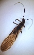  ( - PLLEDA-MN-PL-05)  @11 [ ] Creative Commons-Attribution Non Commercial-Share Alike (2021) Lujza Keresztes Unspecified