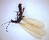  ( - PLLEPR-HU-PE-01)  @11 [ ] Creative Commons-Attribution Non Commercial-Share Alike (2021) Lujza Keresztes Unspecified