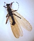  ( - PLLEPR-HU-PE-02)  @11 [ ] Creative Commons-Attribution Non Commercial-Share Alike (2021) Lujza Keresztes Unspecified