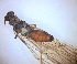 ( - PLPRPS-RO-HD-02)  @11 [ ] Creative Commons-Attribution Non Commercial-Share Alike (2021) Lujza Keresztes Unspecified