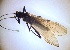  (Taeniopteryx fusca - PLTAFU-NMK-TE-01)  @11 [ ] Creative Commons-Attribution Non Commercial-Share Alike (2021) Lujza Keresztes Unspecified