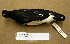  (Haematopus finschi - AJB 4786)  @14 [ ] CreativeCommons - Attribution (2010) Unspecified Royal Ontario Museum