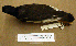  ( - AJB 3385)  @13 [ ] CreativeCommons - Attribution (2010) Unspecified Royal Ontario Museum