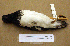  ( - AJB 3385)  @11 [ ] CreativeCommons - Attribution (2010) Unspecified Royal Ontario Museum