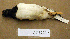  ( - AJB 3351)  @13 [ ] CreativeCommons - Attribution (2010) Unspecified Royal Ontario Museum