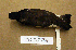  (Haematopus palliatus - MKP 2548)  @14 [ ] CreativeCommons - Attribution (2010) Unspecified Royal Ontario Museum