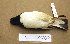  ( - MKP 2548)  @13 [ ] CreativeCommons - Attribution (2010) Unspecified Royal Ontario Museum