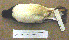  ( - MKP 2548)  @13 [ ] CreativeCommons - Attribution (2010) Unspecified Royal Ontario Museum