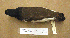  ( - SVN 5)  @13 [ ] CreativeCommons - Attribution (2010) Unspecified Royal Ontario Museum