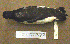  ( - MKP 481)  @13 [ ] CreativeCommons - Attribution (2010) Unspecified Royal Ontario Museum
