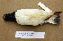  ( - MKP 481)  @13 [ ] CreativeCommons - Attribution (2010) Unspecified Royal Ontario Museum