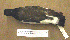  ( - MKP 482)  @13 [ ] CreativeCommons - Attribution (2010) Unspecified Royal Ontario Museum