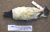  ( - MKP 482)  @13 [ ] CreativeCommons - Attribution (2010) Unspecified Royal Ontario Museum