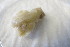  (Myxilla incrustans - M11HEL0438-6)  @11 [ ] Unspecified (default): All Rights Reserved  Unspecified Unspecified