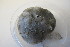  (Thenea muricata - M12HEL0338-1)  @11 [ ] Unspecified (default): All Rights Reserved  Unspecified Unspecified