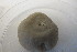  (Suberites - M13HEL0168-1)  @11 [ ] Unspecified (default): All Rights Reserved  Unspecified Unspecified