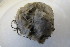  (Thenea grayi - M13HEL0207-2)  @11 [ ] Unspecified (default): All Rights Reserved  Unspecified Unspecified