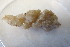  (Phakellia ventilabrum - M17HEL2083-1)  @11 [ ] Unspecified (default): All Rights Reserved  Unspecified Unspecified