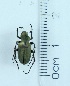  (Macrodactylus nigripes - MNV3)  @13 [ ] CreativeCommons  Attribution Non-Commercial Share-Alike (2017) Aarón Legaspi Benémerita Universidad Autónoma de Puebla, Facultad de Ciencias Biológicas